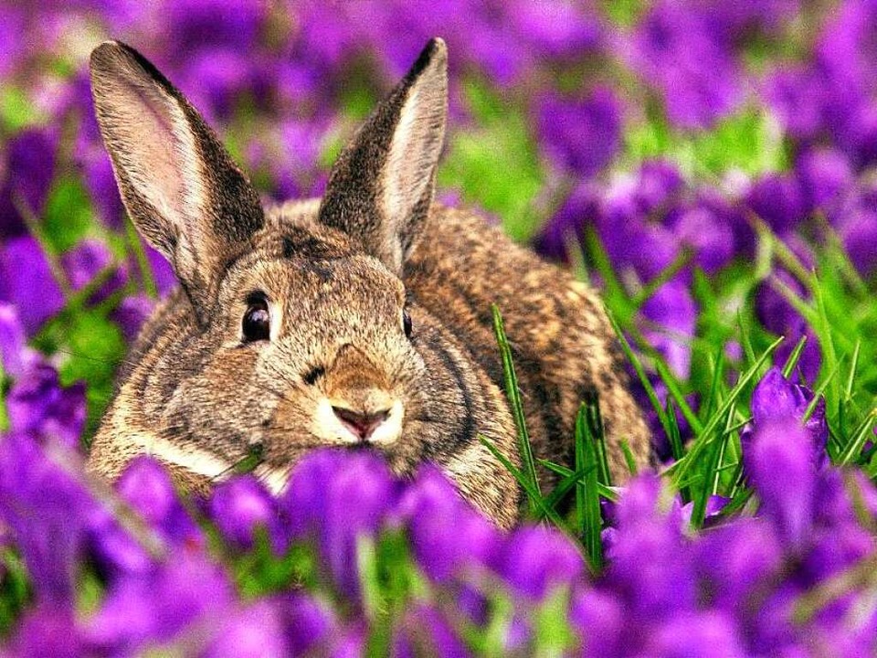 So Lebt Das Wildkaninchen In Der Stadt Freiburg Badische Zeitung