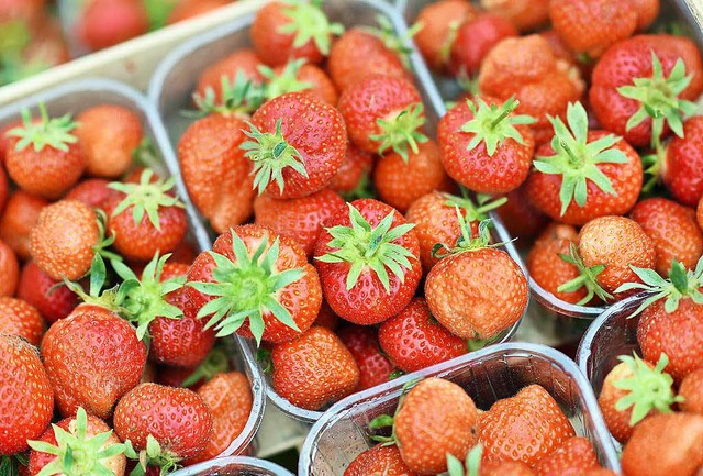 Die wechselhafte Witterung hat zu Verz...r Ernte der Freilanderdbeeren gefhrt.  | Foto: dpa