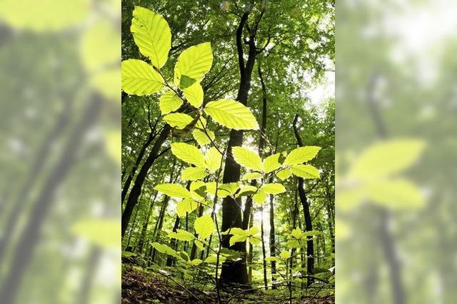 Touren durch Wald und Park