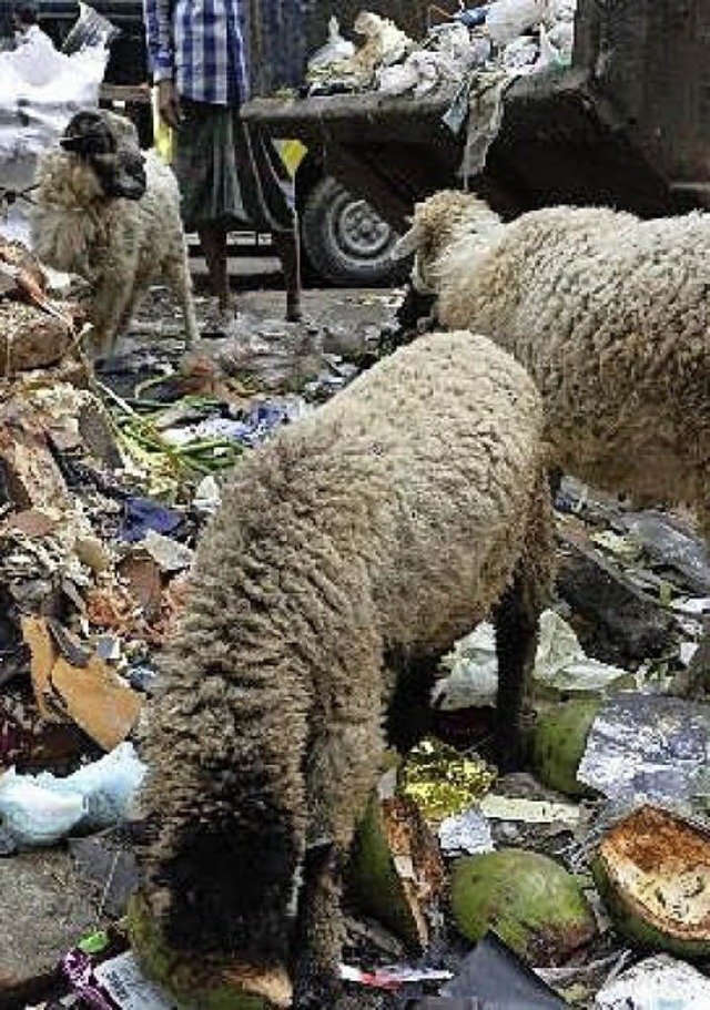 Zwischen den Bergen von Mll suchen sich Schafe etwas Essbares in Dhaka.   | Foto: Theresa Trndle