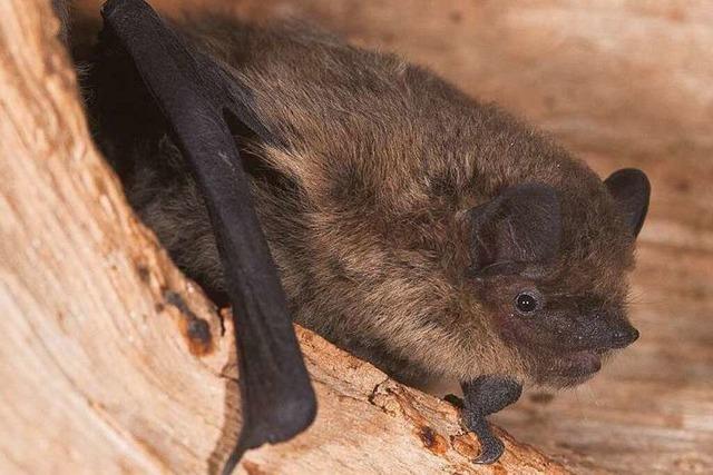 Am Freiburger Mnster leben 2000 Fledermuse