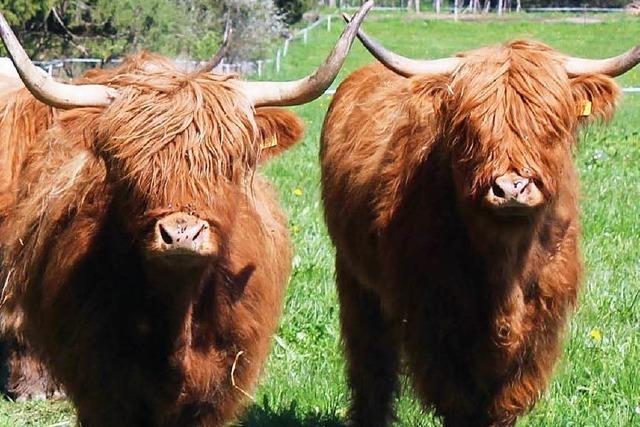 Landwirt hlt schottische Rinder statt Milchkhe