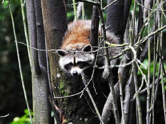 Ein Waschbr, wie das Zootier im linken Bild, wurde in Herdern gesichtet.  | Foto: Thomas Kunz