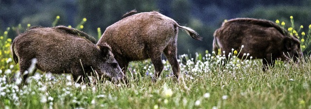 Wildschweine machen Forchheims Landwir...pchter sagten ihre Untersttzung zu.   | Foto: dpa