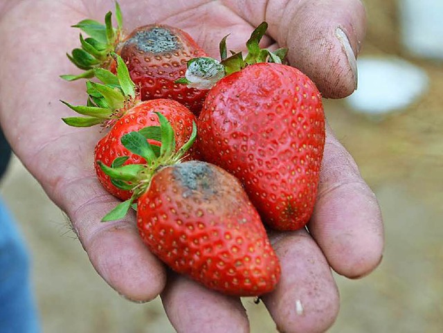 Diese Erdbeeren sind von der Graufule befallen.  | Foto: Anika Maldacker