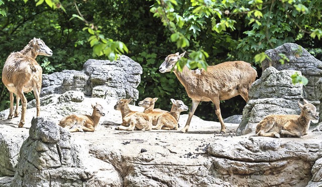   | Foto: Zoo Basel (Torben Weber)