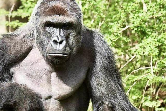 Abschuss von Gorilla Harambe erregt die Gemter