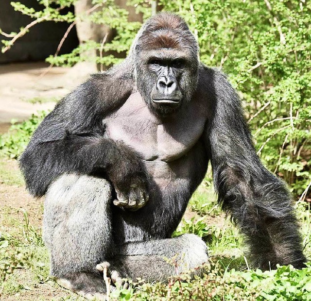 Ging der Zoo zu radikal vor?   Gorilla Harambe in seinem Gehege  | Foto: dpa