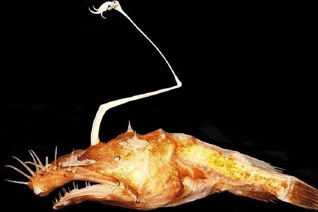 Fotos: So sehen die skurrilsten neuen Tier -und Pflanzenarten des Jahres aus