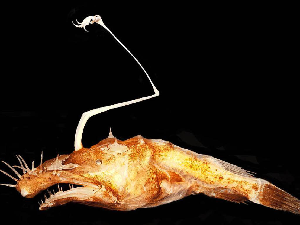 Der Tiefsee-Anglerfisch Lasiognathus dinema (undatierte Aufnahme). Er ist nur etwa 50 Millimeter gro und beheimatet im Golf von Mexiko. Der Bericht ber die Liste der State University of New York: http://mehr.bz/tierarten