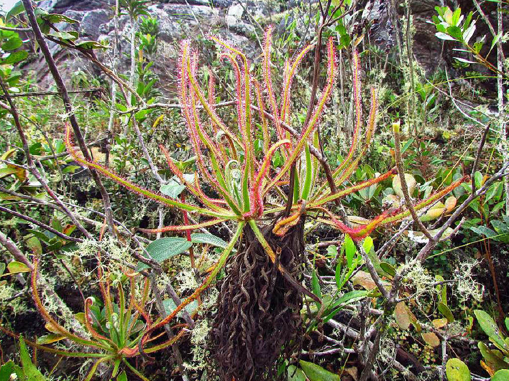 Die Fleischfressende Sonnentau-Pflanze Drosera magnifica aufgenommen in Brasilien (undatierte Aufnahme). Sie wird ber 120 Zentimeter gro, ist in Brasilien heimisch und wurde per Facebook-Foto entdeckt.