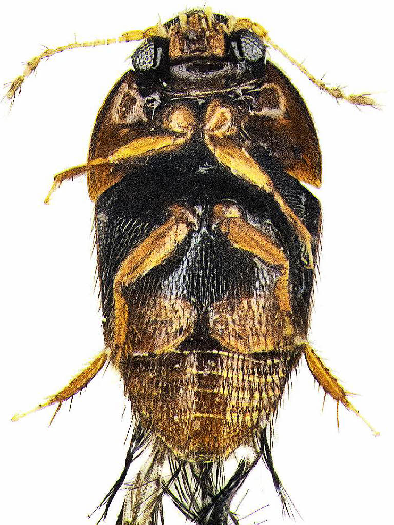 Der Kfer Phytotelmatrichis osopaddington. Er ist winzig, kommt in  Peru vor und wurde nach dem Bilderbuch-Br "Paddington" benannt.