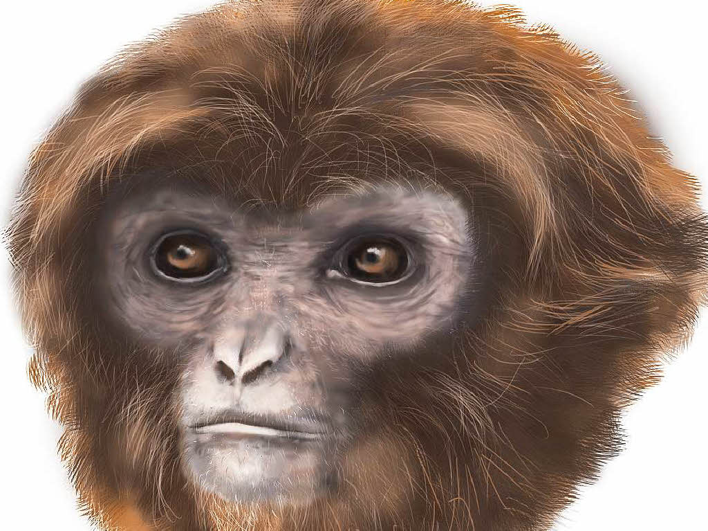 Die Illustration zeigt den Affen Pliobates cataloniae. berreste von ihm wurden in Spanien gefunden, er lebte wohl vor rund 11,6 Millionen Jahren.