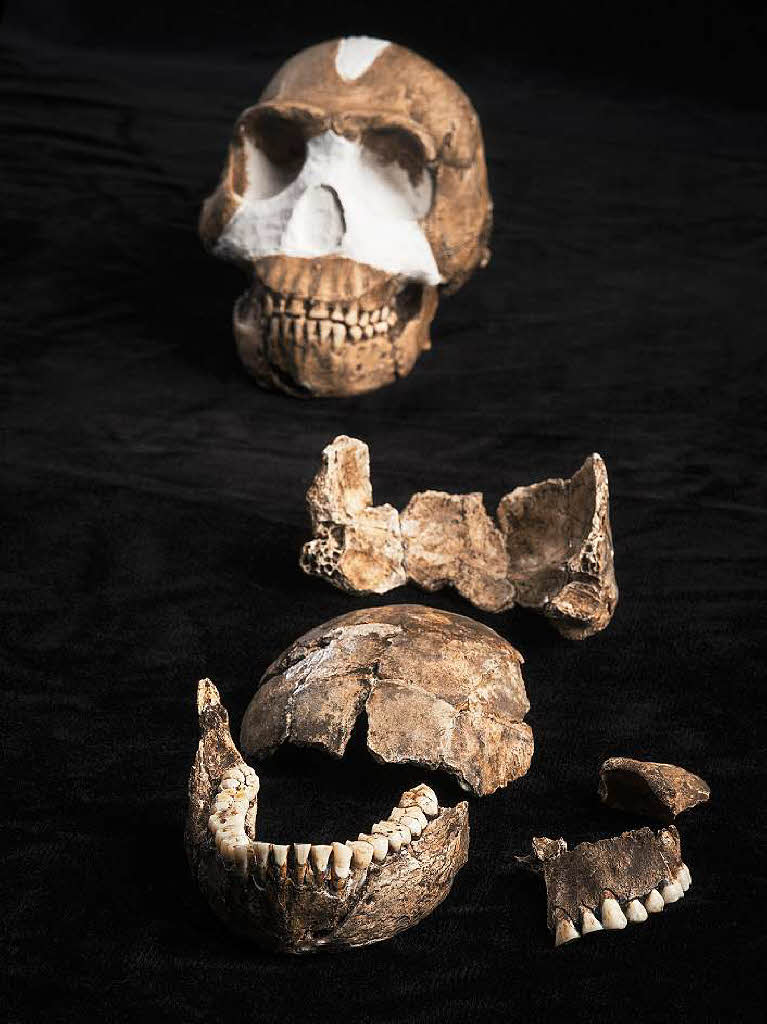 Fossilien des Frhmenschen Homo naledi (undatierte Aufnahme). Die Fossilien wurden in Sdafrika gefunden. Wann er genau lebte, ist noch unklar.