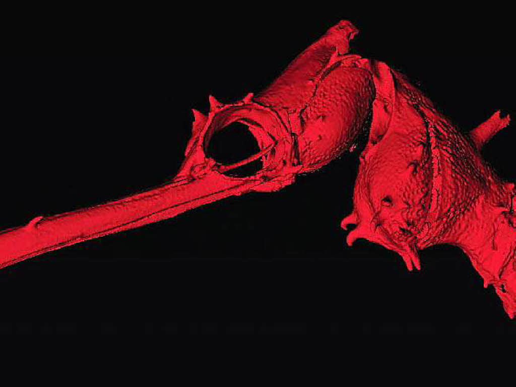 Die Computersimulation zeigt den Seenadel-Fisch Phyllopteryx dewysea. Dieser wurde vor der Westkste Australiens entdeckt.