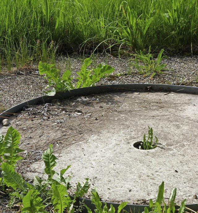 Die Natur erobert sich den Beton der Golfbahn zurck.   | Foto: Sattelberger