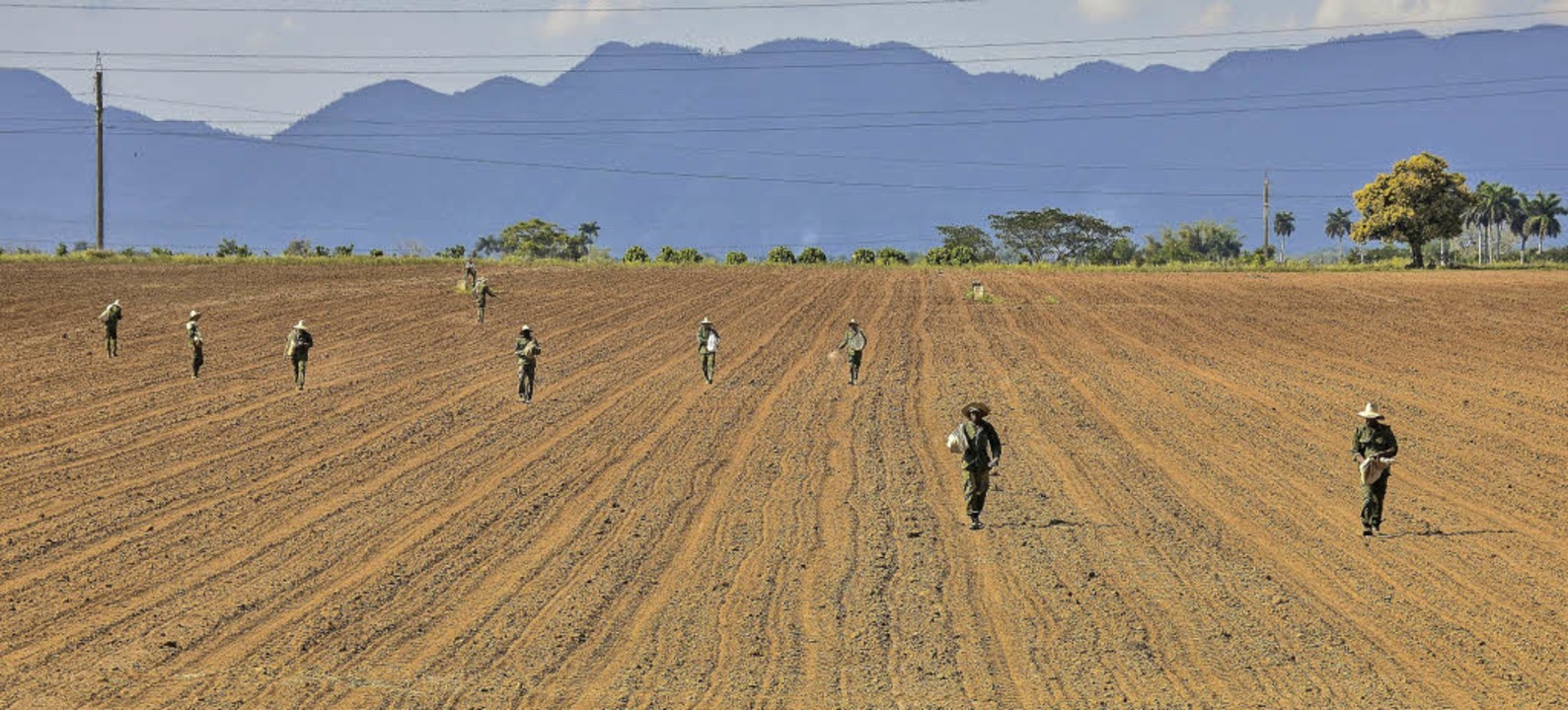 In Kubas Landwirtschaft fehlen noch Maschinen &#8211; vieles ist Handarbeit.   | Foto: AFP / Lichterbeck(2)