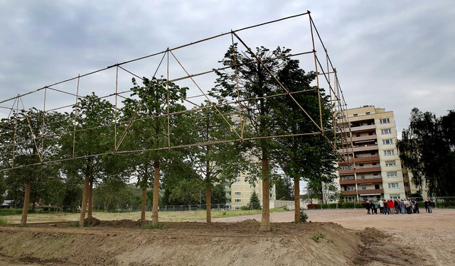 Die Baumkronen der Linden sind mit ein...chnitt der Baumreihen erahnen lassen.   | Foto: Christoph Breithaupt