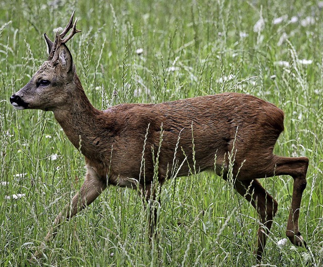Ein Rehbock war am Dienstagabend offenbar im Visier von Jagd-Wilderen.   | Foto: v. Erichsen (dpa)