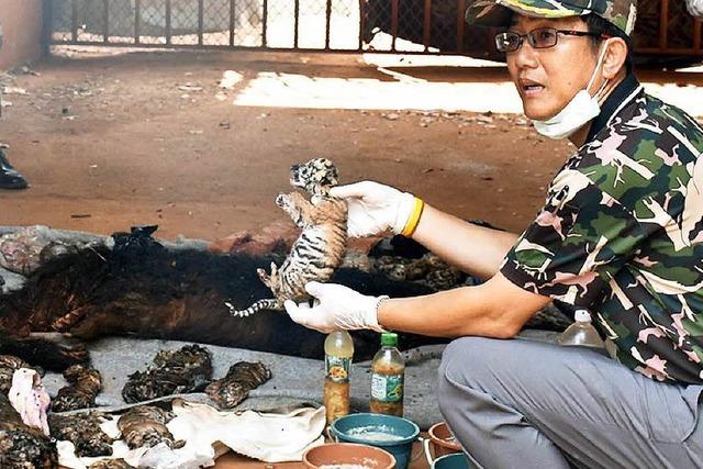 40 tote Tigerbabys – Thailand ist schockiert