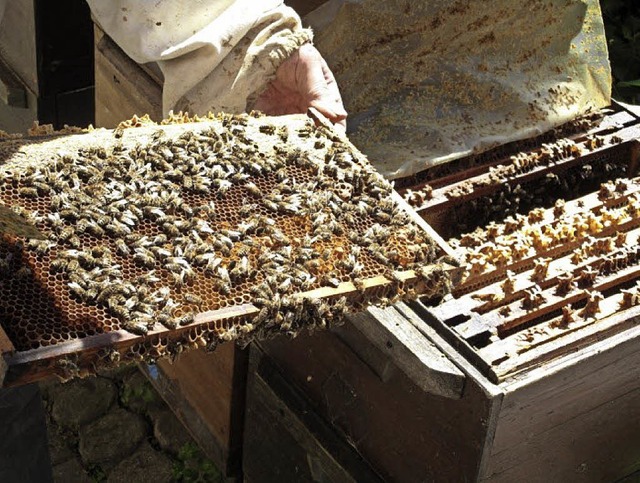 Den Bienen von Walter Mutschler hat si...Vogel nur in Schutzkleidung genhert.   | Foto: Nicole Vogel