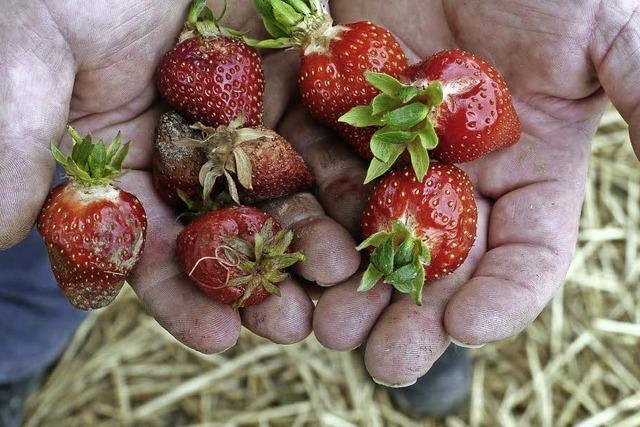 Pilz setzt den Erdbeeren zu