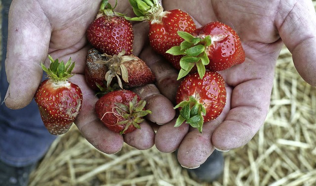 Gut ein Drittel der bisherigen Erdbeer...en Botrytis-Befall aussortiert werden.  | Foto: Christa Hlter-Hassler