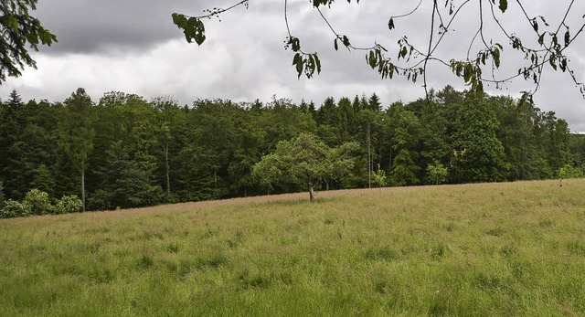 Hier, im Wald zwischen Brunicher Berg ... ein  Bestattungswald angelegt werden.  | Foto: Benedikt Sommer