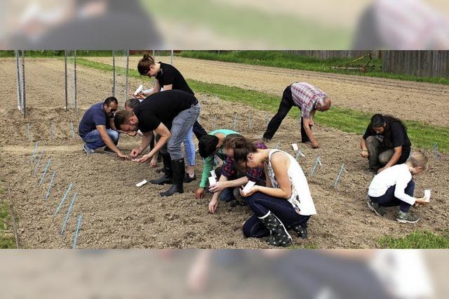 14 Sojasorten werden in Eichstetten im Anbau getestet