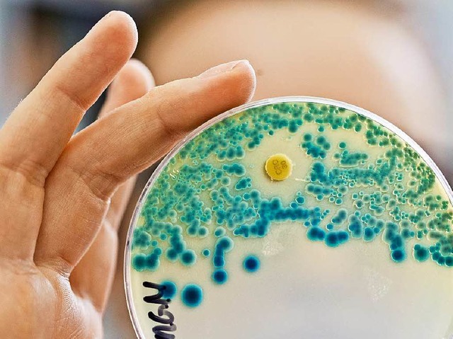 Eine Bakterienkultur mit resistenten K...stllen &#8211; dank Antibiotikagaben.  | Foto: Daniel Karmann