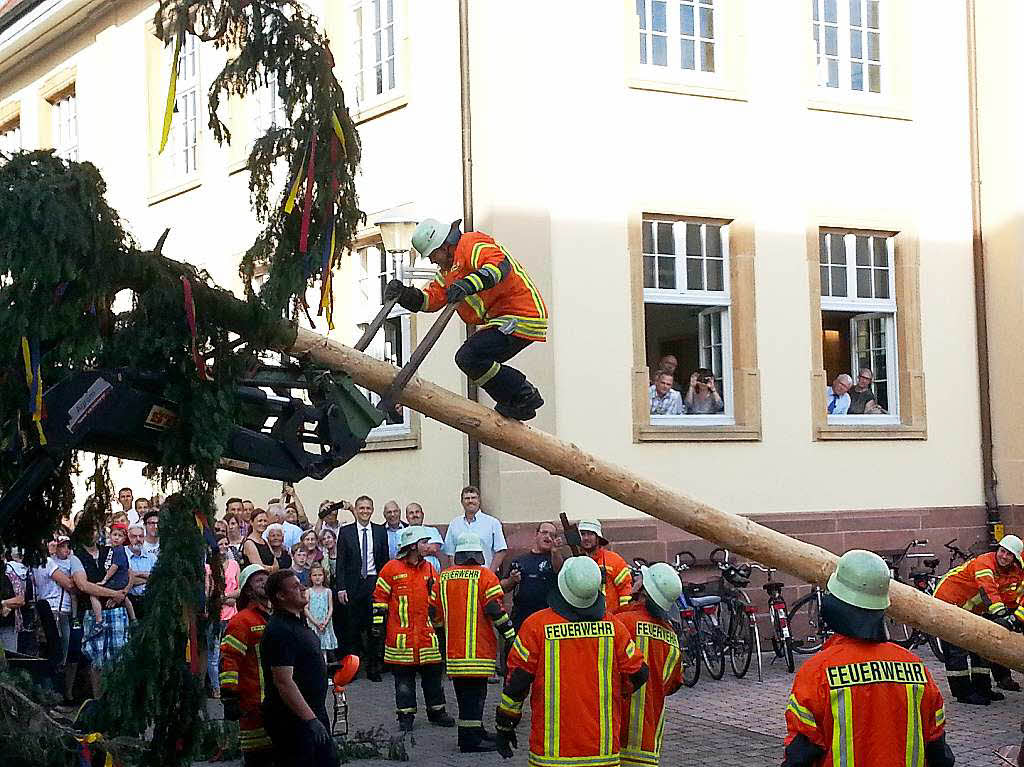 Die Feuerwehr stellt dem knftigen Brgermeister Ferdinand Burger die „Burgermeistertanne“ - eine stattliche Douglasie mit 18 Meter Hhe.