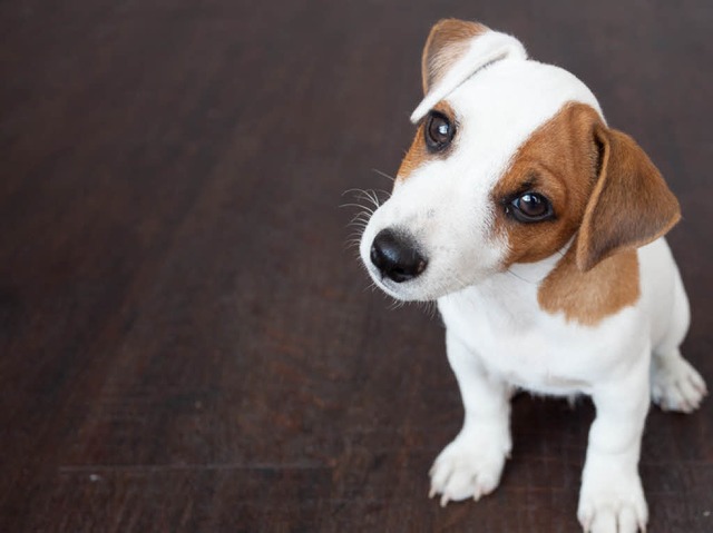 Ein Hundeblick kann Tierliebhaber zum berstrzten Kauf verfhren.  | Foto: Tatyana Gladskih / Fotolia.com