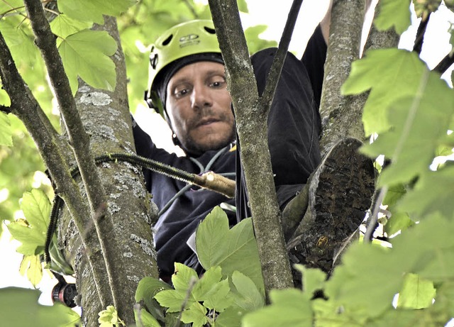 Christian Gde sucht in einem Baum an der Heerstrae nach Spuren des Kfers.  | Foto: Peter Gerigk