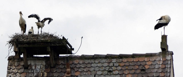 Ein Elternteil des Mrkter Storchenpaa...de des Kirchturmdachs niedergelassen.   | Foto: Lauber