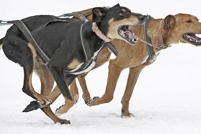 Schlittenhunderennen weiterhin jedes Jahr