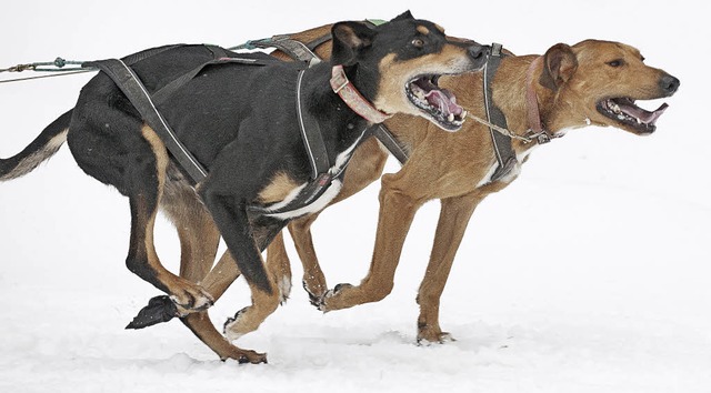 Werden weiterhin jedes Jahr in Todtmoos stattfinden: die Schlittenhunderennen  | Foto: Wolfgang Scheu