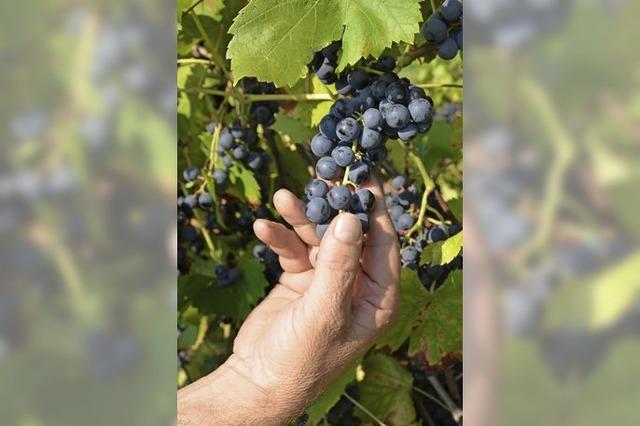 Weingut Feuerstein ragt heraus