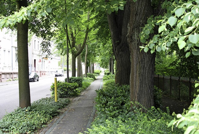 Mit einer Ortsbegehung soll am 22. Jun... Baumfllungen liegt vorerst auf Eis.   | Foto: Julia Trauden