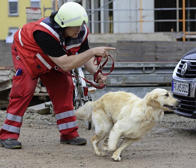 Golden Retriever Leica wird zur bung ...r &#8222;Vermissten&#8220; angesetzt.   | Foto: Ingo Schneider