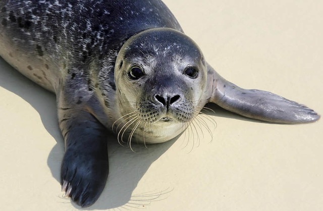 Gestatten? Piefke, der erste Heuler, d...r nach Friedrichskoog gebracht wurde.   | Foto: Saurer