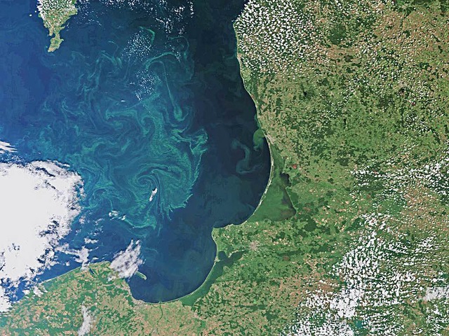 Eine Algenblte vor dem Danziger Becken in der Ostsee   | Foto: ESA/AFP