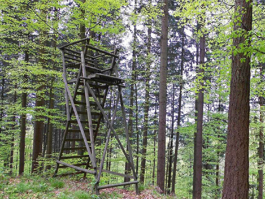 Serientäter im Wald? Erneut sind Hochsitze zerstört EfringenKirchen