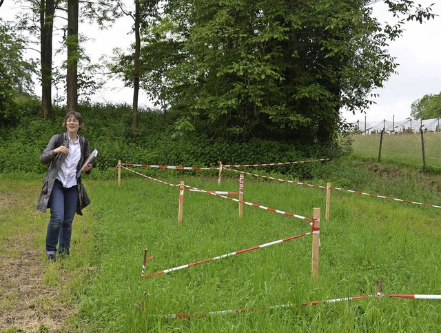 Erzieherin Claudia Nimz zeigt die Wies...dergartens Buggingen aufgestellt wird.  | Foto: Sigrid Umiger