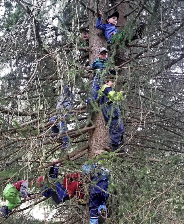 Gengend Platz fr alle Kinder  bot diese groe Tanne.   | Foto: Kurfess