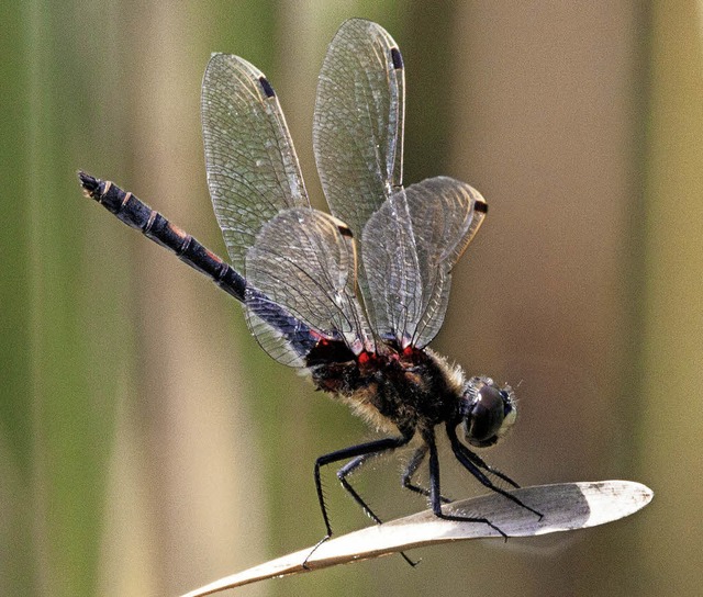 Fr Libellen soll eine Ausgleichsflche geschaffen werden.   | Foto: dpa