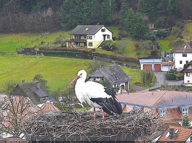 Das Storchennest auf dem Seelbacher Rathaus im Februar diesen Jahres.  | Foto: Gemeinde