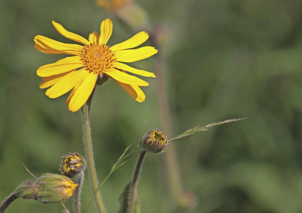 "Natürliche Hausapotheke" selbst herstellen - Ibach - Badische Zeitung