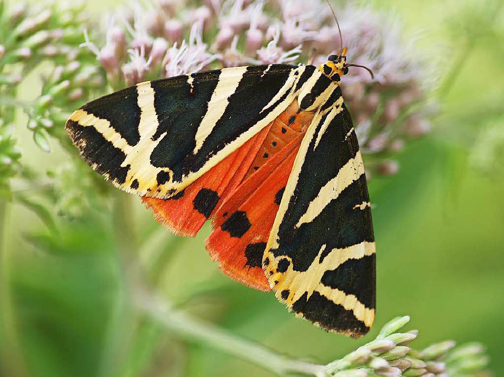 Spanische Fahne (Callimorpha quadripunctaria) Garten am Haus in Gundelfingen Spanische Fahne (Callimorpha quadripunctaria) Garten am Haus in Gundelfingen