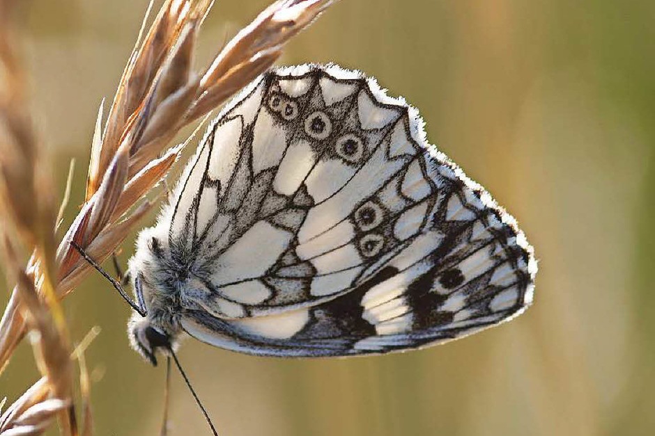 Schachbrettfalter (Melanargia galathea) Hangwiese Rebberg (Foto: Andre Grabs ) Schachbrettfalter (Melanargia galathea) Hangwiese Rebberg (Foto: Andre Grabs )