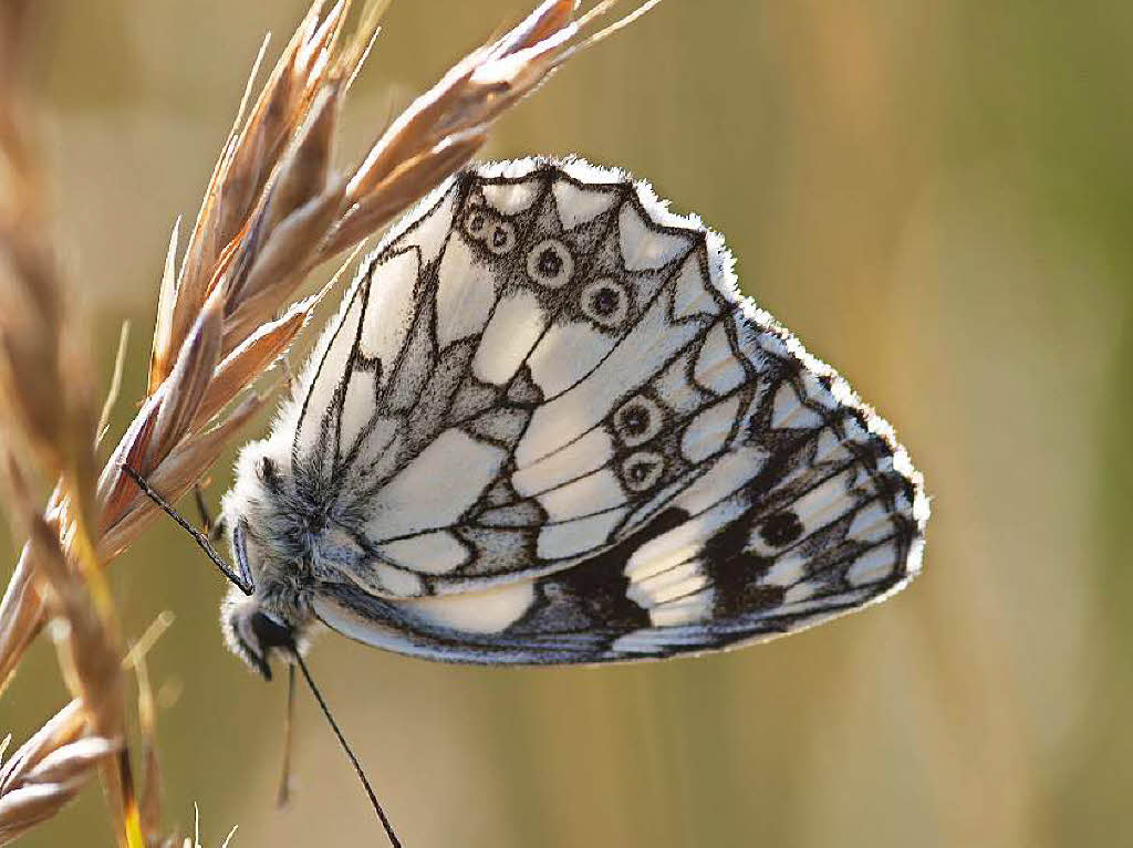 Schachbrettfalter (Melanargia galathea) Hangwiese Rebberg Schachbrettfalter (Melanargia galathea) Hangwiese Rebberg